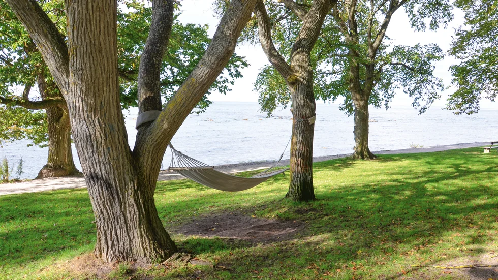 Dessa träd längs Strandpromenaden planterades en gång i tiden av Visby planteringsgille, som var verksamt 1859-1934.