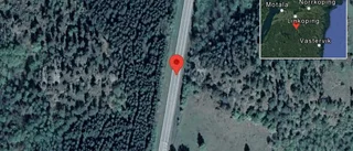 Älg på vägen