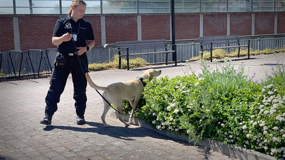 Otto Larsson är kandidat för Piratpartiet i EU-valet som avgörs på söndag 9 juni. Han och PP anser att en legalisering av cannabis skulle missgynna de kriminella gänger och gynna polisen som skulle slippa att lägga stora resurser på att "sniffa" efter cannabisplantor och användare. 