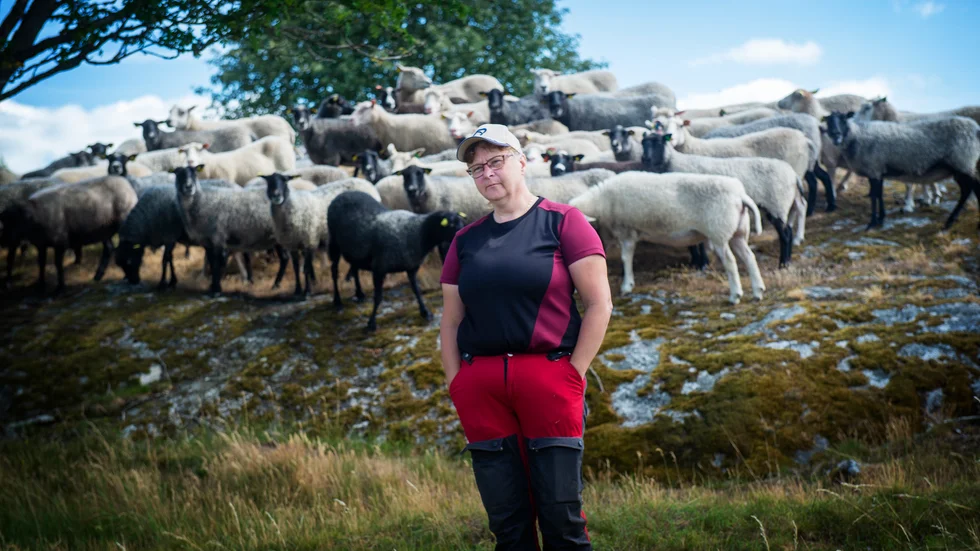 "Det går åt fel håll. När det inte kommer att finnas några får längre då kommer det att bli hästar och nötkreatur som blir angripna i stället", säger fårbonden Eva Henriksson som tycker att det ska bli tillåtet att skjuta mer varg.