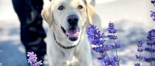Mest populära hundnamnen 2023 