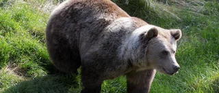 Polisstrul försenade jaktbrottsutredning