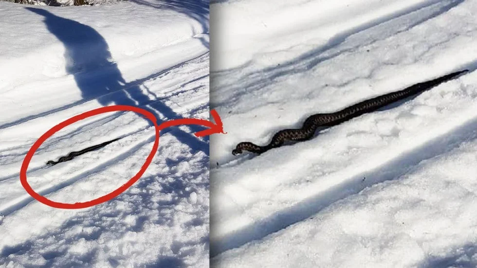 Annika Engstrand fick syn på en huggorm i skoterspåret när hon promenerade med hundarna på Långberget i Alvik.