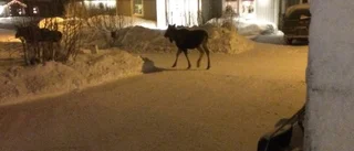Har du sett älgarna i Kiruna?
