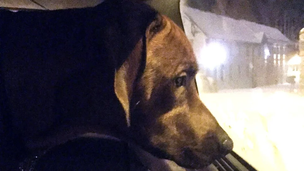 Upphittad hund.