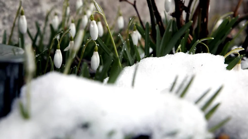 Snödroppar.
