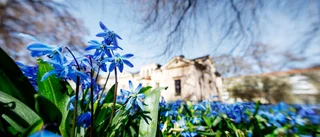 Uppsala först med att få sommar • Gardera med paraply till valborg