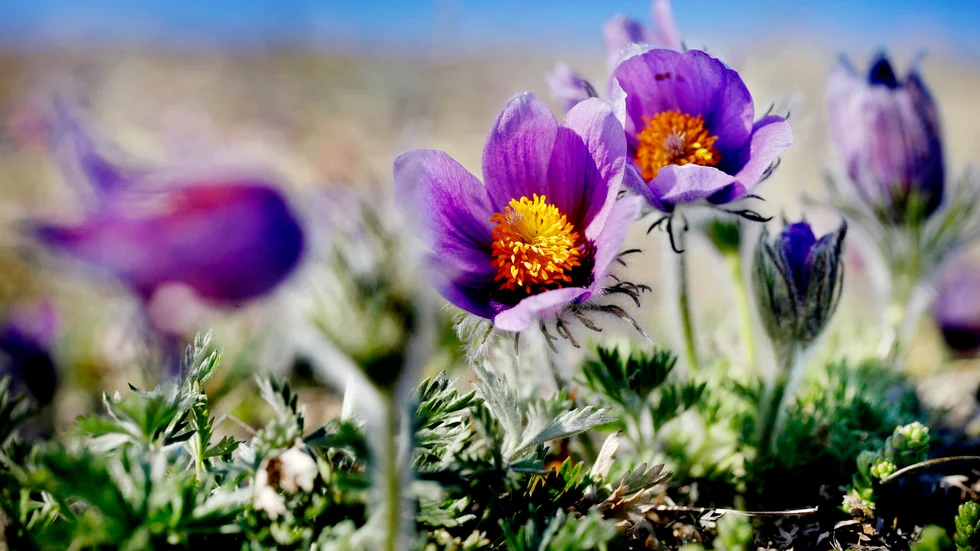 Kändisblommor – åtminstone lokala sådana. Att spana in backsipporna på Sofiebergsåsen i Kjula är ett uppskattat utflyktsmål år efter år. 