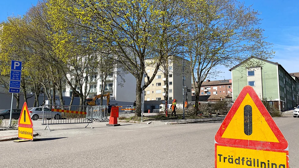 Pausparkeringen mot Rådmansgatan stängs fram till 8 maj då gamla träd måste tas ned och ersätts med nya.