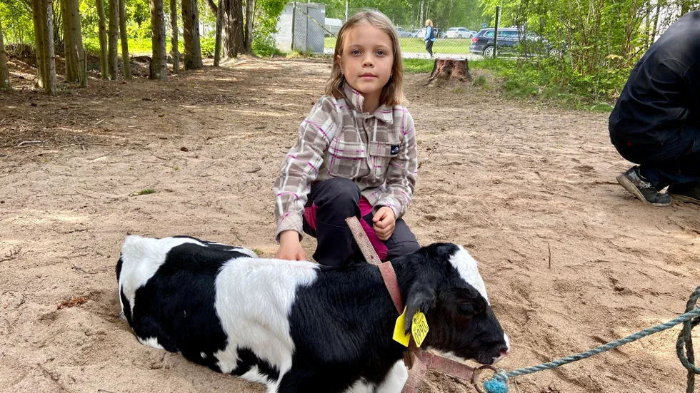 Maja Skoog och hennes familj har många kor. När Bie skola hade djurdag fick en kalv och tre kycklingar följa med. 