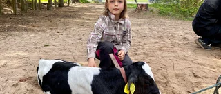 Maja, 7, tog med sig kalven till skolans djurdag: "En supermysig tradition"