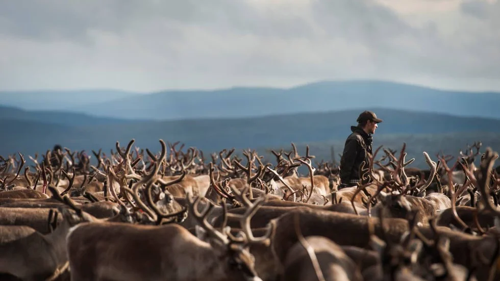 Svårt att nå vården. Hälso- och sjukvården tillgodoser inte renskötares behov, enligt en avhandling. Obs! Personen på bilden har inget med artikelns innehåll att göra.