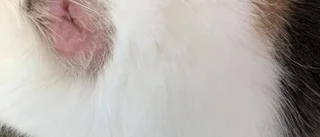 Chocken: Hittade kula i kattens ben