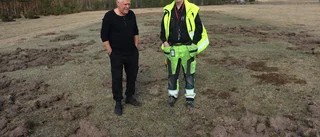 Vildsvinen slog till mot flygplatsen • Modellflygarnas landningsbana förstörd • Stora områden uppbökade