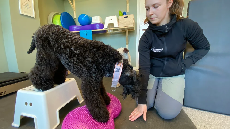 Emma Pihls företag K9 Fysioterapi & Trim erbjuder friskvård och rehabilitering för hundar. 