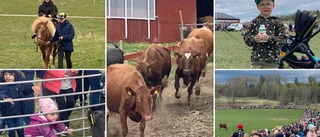 Kosläpp utanför Sköldinge drog storpublik – Leo, 6: "Vi tar en bild när jag mjölkar kossan"