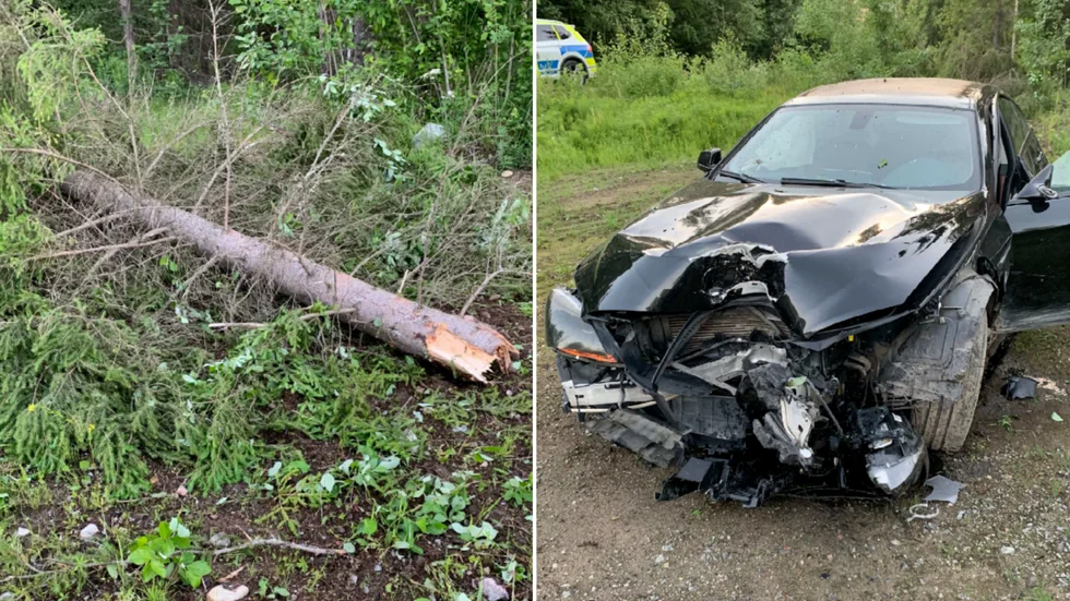 En hög gran mejades ner när bilen kraschade in i skogen. 