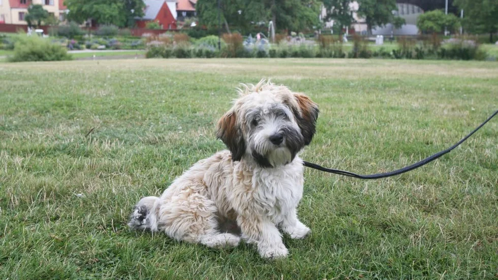 Hunden Ozzy är på Gotland över sommaren och matte, Sara Bargholtz plockar alltid upp efter honom.