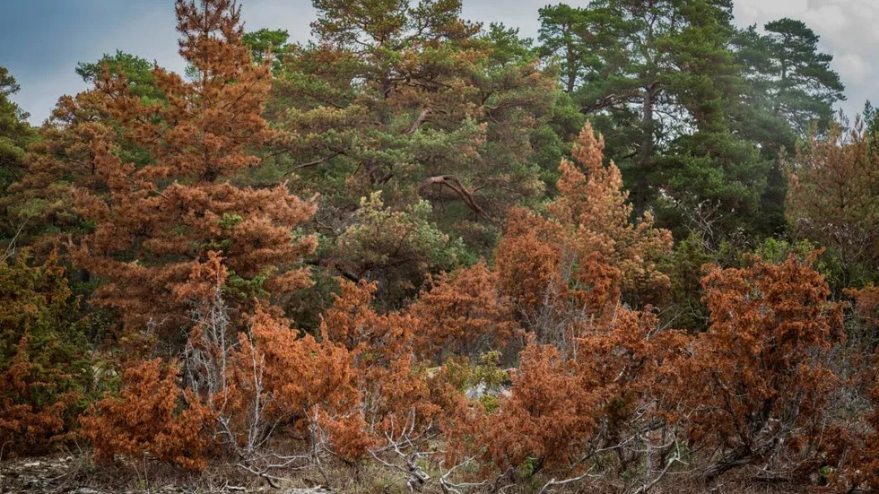 På hällmark är skogen extra utsatt för torka. Om trädens rötter inte når vatten dör hela trädet som här i Bro där både tallar och enebuskar nu är bortom all räddning.