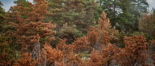 Torkan dödade skog "Inte en enda planta vid liv"