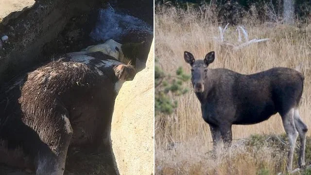 Älg eller ko - polisen lutar åt att det är en älg som hittats på ön.