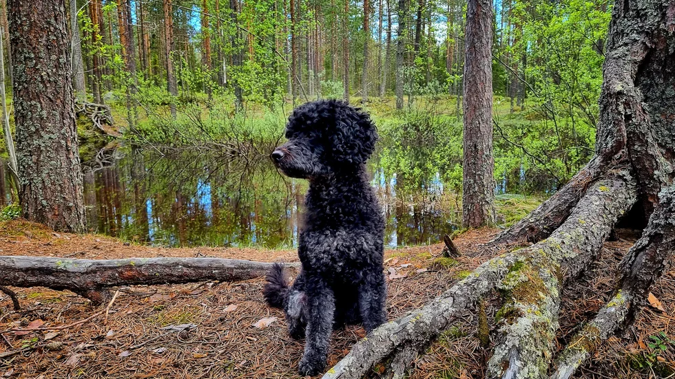 Hunden Lissie njuter av vacker natur på Grisberget 