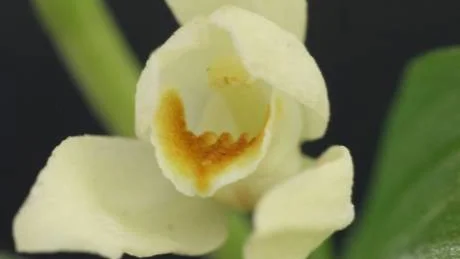 Nära. Närgången studie av stora skogsliljans gulvita blomma. Foto:Robert Gahnfelt