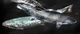 Fiskar simmar med strömmen