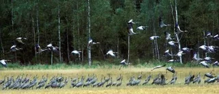 Två spår mot Luleå