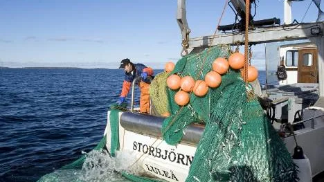 Löja på matsedeln i förskolorna och skolorna i Kalix? Det kan bli verklighet i och med den lokala matlagningen.FOTO: Pär Bäckström