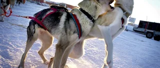 Först attackerade hund - sedan husse
