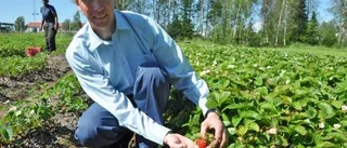 Hoppfullt inför årets bärsäsong