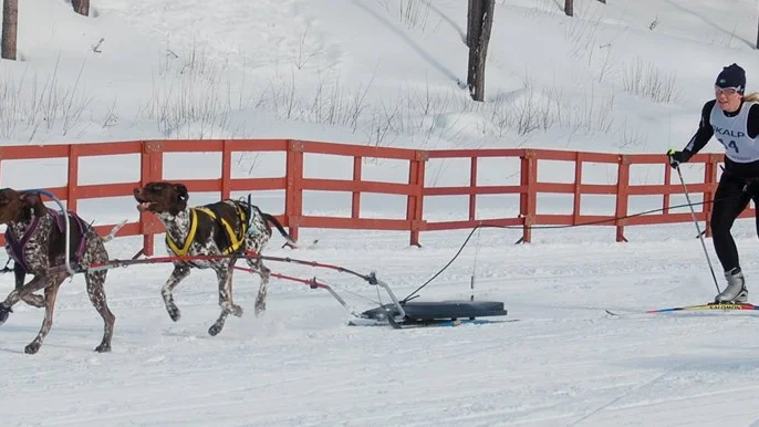 Malin Brännvall från Kiruna kom tvåa när draghunds-SM i Boden inleddes. Hundarna heter Iroc och Stalon.