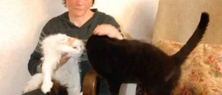 Två katter fick avlivas - misstänkt förgiftning