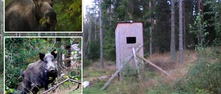 Skulle skjuta vildsvin – sköt älgtjur