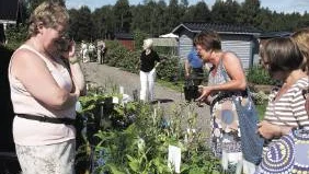 Marianne Lindvall, Holmträsk, sålde perenner. &tab;&tab;&tab;&tab;&tab;&tab;&tab;&tab;&tab;          FOTO: K-L Sundqvist