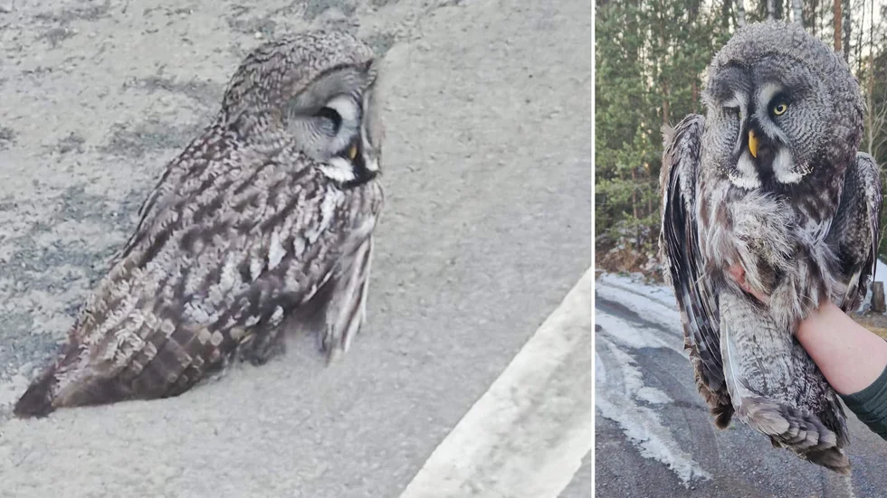 Lappugglan räddades efter att ha flugit rakt in i sidan på en passerande van.    