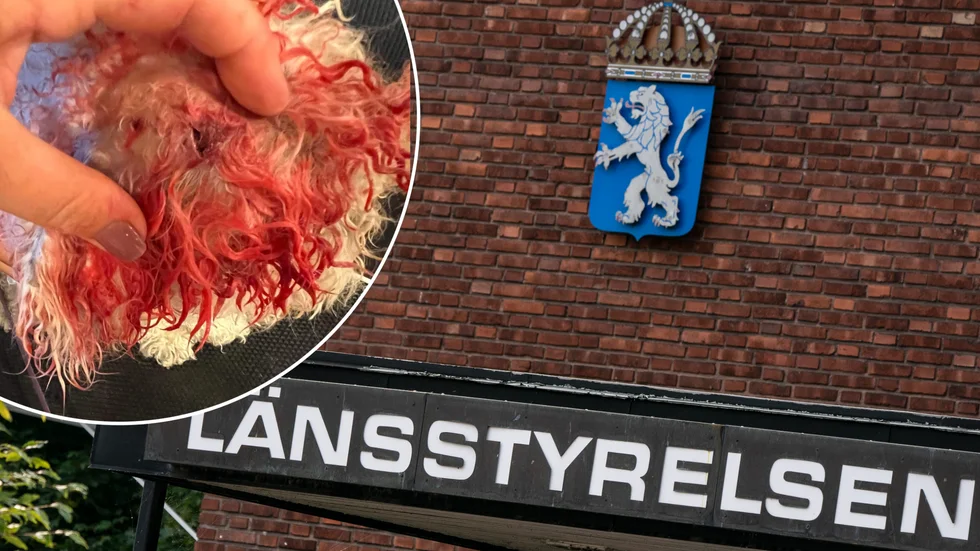 "Barnen kom hem gråtandes och jätteblodiga – vår lilla 4,5-kiloshund var biten rakt över huvudet", berättar pappan i den familj vars hund nyligen blev attackerad av två lösa hundar under en promenad i deras egna villakvarter: "Barnen plockade upp hunden och sprang hem, jätterädda."