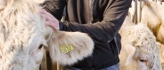Kommunens stödköp av lokalt kött kan hindra nödslakt