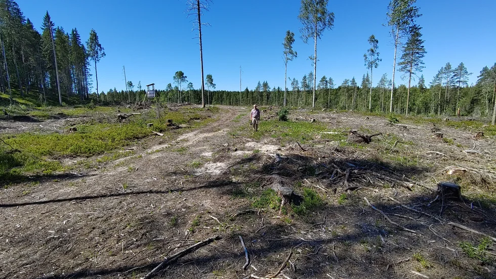 Luleå kommuns kalhygge vid Långtjärn i Rutvik.