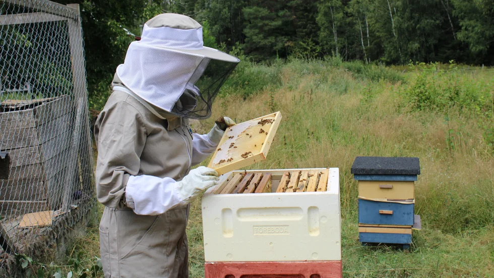 Sina bin kollar Maria Modig till ungefär en gång i veckan för att se att allt står rätt till. Hennes bästa tips till den som vill börja med biodling är att ta hjälp av den lokala biodlarföreningen.