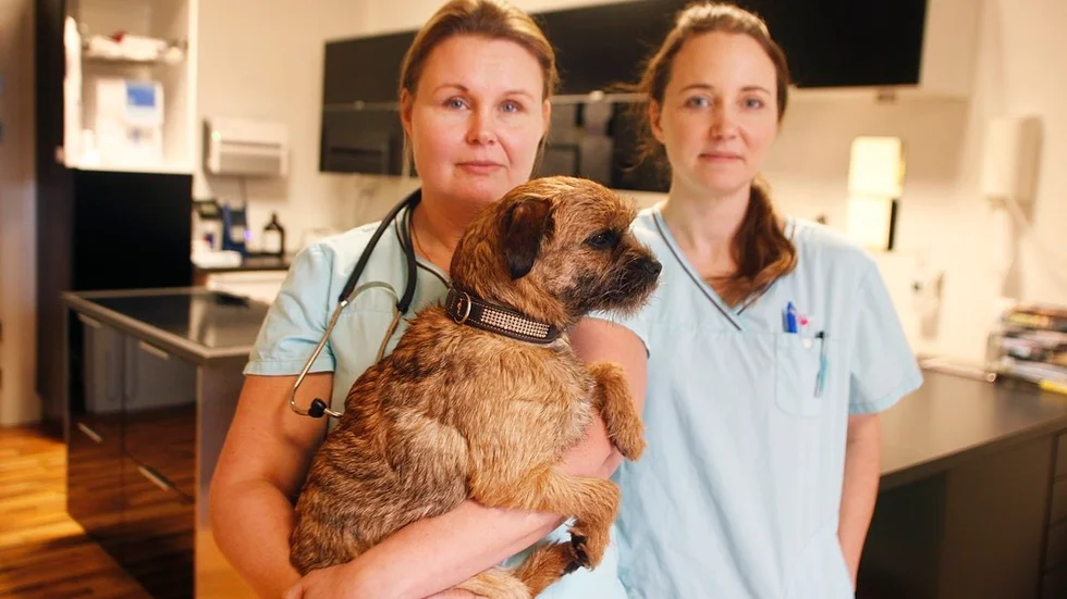 Veterinären Anna Fucik och djursjukskötaren Angela Blomqvist Larsson blir upprörda när bilförare inte stannar när de har kört på ett djur. Anna Fuciks hund Brie har klarat sig från dylika olyckor, men en tidigare familjemedlem hade inte samma tur.