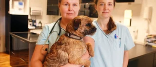 Veterinärer ryter ifrån mot smitningar