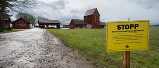Efter extremfall av fågelinfluensa – nu går hönsen fritt