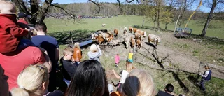 Kosläpp i Sörmland i helgen