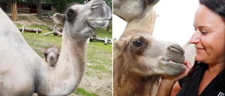 Här är Parken Zoos senaste tillskott – en 120 kilo tung kamelbebis: "Kan närmast beskrivas som sötful"