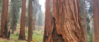 Skogsbrand i Yosemite hotar sprida sig
