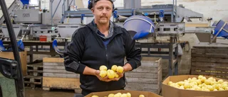 Bölepotatis enda större potatisodlaren kvar
