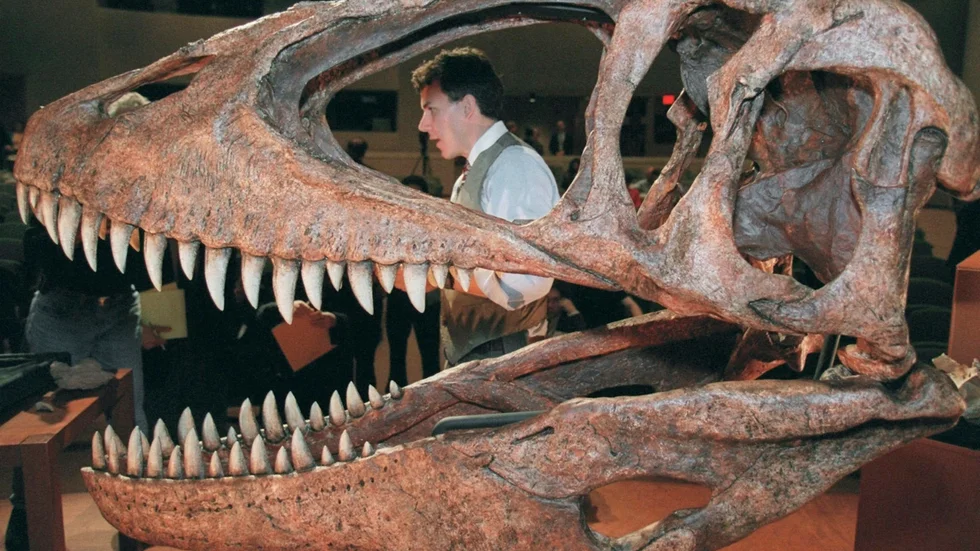 Alla stora rovdinosaurier, som Carcharodontosaurus på bilden, hade avlånga elliptiska ögonhålor (det andra hålet i kraniet, sett från höger), sannolikt för att minska påfrestningarna på kraniet när djuren utnyttjade sin väldiga bitstyrka.