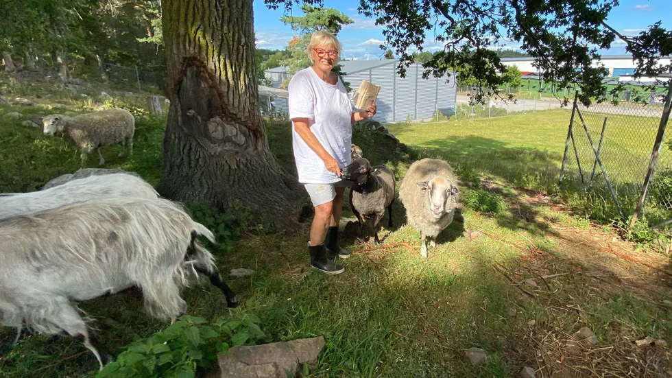 Fåret Dolly delar numera hage med tre andra får, tre getter och en gås som gillar framför allt tackornas sällskap. Om nätterna sover de i stallet, något som är nytt för Dolly. Eva Söderberg tycker att hon anpassat sig bra till sitt nya liv.